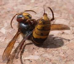 Wann Stechen Wespen Mucken Bienen Insektenschutz Verbund Nrw