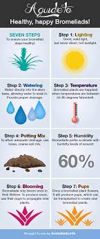 Keep Your Bromeliad Happy With 7 Easy Steps Cheat Sheet Bromeliads Plant Care Plants