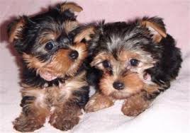 Free Puppies Free Puppies For Adoption Puppies For Sale Yorkie Puppies For Adoption Free Puppies Teacup Yorkie Puppy