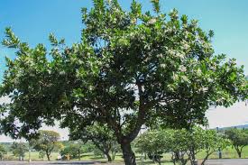 Image result for Calophyllum inophyllum