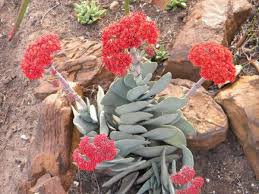 Image result for Crassula perfoliata