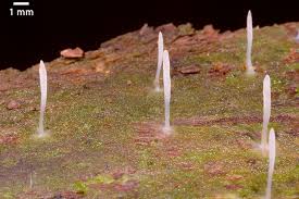 Image result for Multiclavula mucida