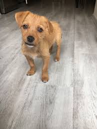 Pin De Elif En Badem Perros