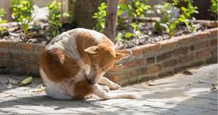 With dog hair loss however, some form of defect or disorder prevents growing a new hair in the hair follicle. Dog Losing Hair At Base Of Tail Causes Ways To Stop It