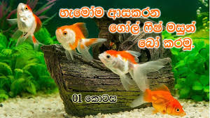 How To Breed Goldfish Sinhala Parisaraya Marai