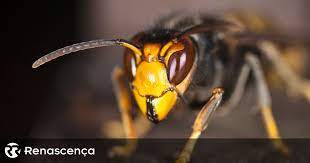 De onde é natural a vespa asiática (vespa velutina nigrithorax)? Como Chegou A Vespa Asiatica A Portugal O Que Fazer Se For Picado Conheca As Respostas Aqui Renascenca