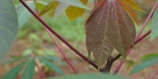 Dalam respirasi aerobik, gula memang dipecah untuk mendapatkan energi, namun pemecahan gula ini tidak penumpukan asam laktatlah yang membuat nyeri otot setelah olah raga berat, juga membuat kita bernafas lebih cepat. Pengaruh Suhu Dan Kelembapan Pada Tumbuhan Halaman All Kompas Com