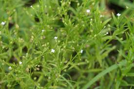 Image result for Oldenlandia herbacea