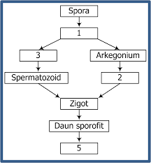 Bryophyta (tumbuhan lumut) karakteristik utama bryophyta : Soal Metagenesis Lumut Dan Paku Kl 9 Jawabanku Id