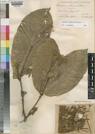 Image result for Lasiodiscus usambarensis