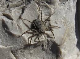Camel spider size, speed & dangers explained here. Field Guide To Spiders And Scorpions Amistad National Recreation Area U S National Park Service