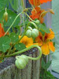 Nasturtium Seed Pods Nasturtium Seed Pods Edible Garden