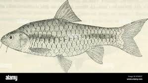 Image result for Fernandoa abbreviata