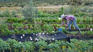 Qué es la agricultura regenerativa y cuáles son sus ventajas - Regeneration  International