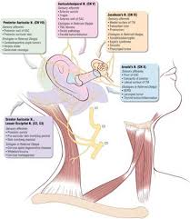 Referred Ear Pain