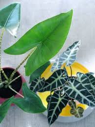 Australian plants online information about poisonous australian native plants, (mainly in relation to stock and animal poisonings). Alocasia The Joy Of Plants