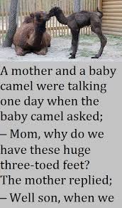 Select from premium camel family of the highest quality. 47 Jokes Of The Day Ideas Joke Of The Day Jokes Funny Long Jokes
