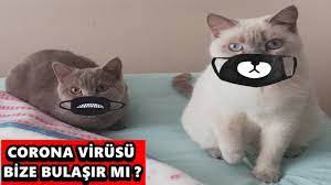 kediler panosundaki pin