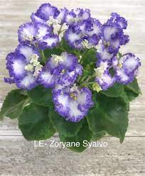 Pin On African Violets