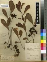 Image result for Ochnaceae