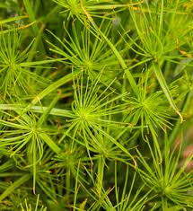 Image result for Cyperus clavinux