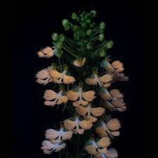 Image result for Habenaria adolphi