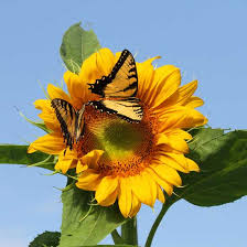 Brightly colored butterflies can be a welcome addition to your wildlife garden, not only because of their beauty, but also because of their usefulness in pollinating flowers. Perfect Plants For Attracting Butterflies Mother Earth News