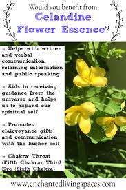 Pin On Flower Essences Handmade By Enchanted Living Spaces