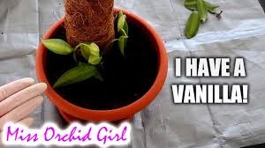 Once they are harvested they are sold either as vanilla beans or used to create vanilla extract. Vanilla Orchid Update Growing Strong Youtube