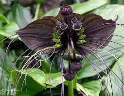 Bat Flower San Francisco Conservatory Of Flowers Graphicgreg Flickr Bat Flower Unusual Flowers Rare Flowers