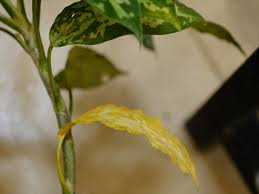アグラオネマの栽培方法植込み 取り木編 2019年度版 ホシクサとクリプトコリネとカレーライスなお話