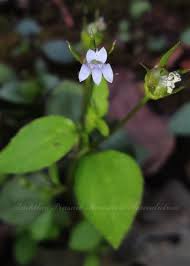 Image result for lobelia combine composition