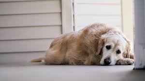 Dog colon cancer symptoms are very similar to the symptoms of irritable bowel syndrome (ibs) and colitis. 11 Dog Cancer Symptoms You Should Know Sheknows