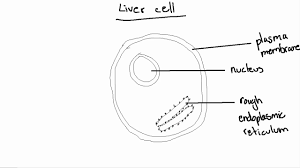 Liver cells are readily permeable to glucose. Ib Biology Topic 2 3 1 Drawing A Liver Cell Youtube