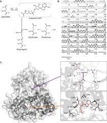 Jon butterworth ретвитнул(а) alom shaha. Asparagine Synthetase Function Structure And Role In Disease Journal Of Biological Chemistry