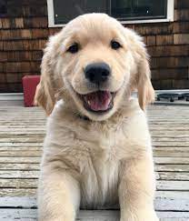 white golden retriever really cute dogs golden retriever retriever