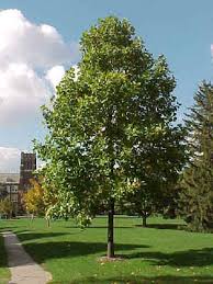 Image result for tulip poplar tree