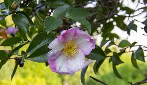 Image result for Theaceae