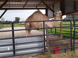 We are the official soulard farmers market page. Florida Woman Escapes 600 Pound Camel In Louisiana By Biting Its Testicles Blogs