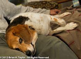 The veterinarians and staff at mclean animal hospital are ready to provide your pet with the best veterinary medical care. Mobile Veterinary Care Virginia House Paws Animal Hospitals