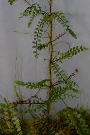 Image result for Asplenium hypomelas