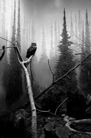 Beautiful Romantic Nature Black And White Photography She Wolf Black And White Owl Black And White Photography Owl Photography