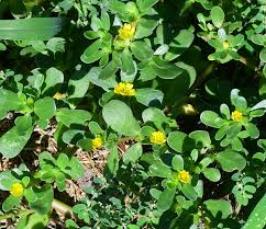 Image result for Portulaca oleracea