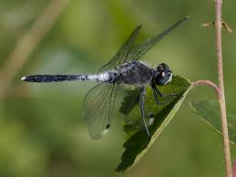 Image result for Libellulidae