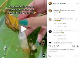 Testimoni onani dengan menggunakan cumi ini pun viral dan membuat banyak netizen yang jijik. Viral Wanita Ngaku Temukan Plastik Saat Makan Cumi Suruh Stop Buang Sampah Di Laut Indozone Id
