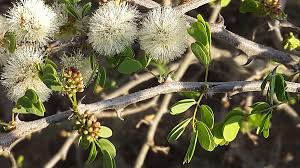 Image result for Acacia mellifera
