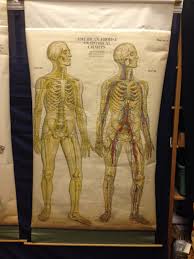 vintage aj nystrom anatomical chart nervous circulatory