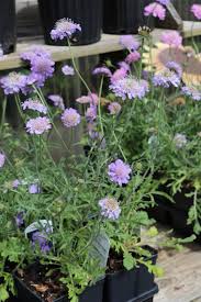It's the place to go if you. Growing Flowers That Attract Bees