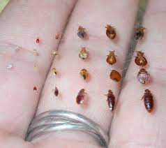 pin on bed bug bites