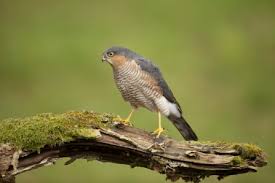 Identify Birds Of Prey The Wildlife Trusts